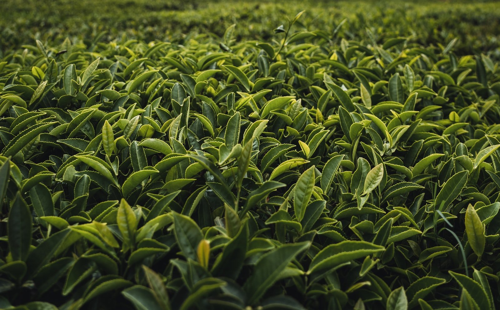 green plant scenery
