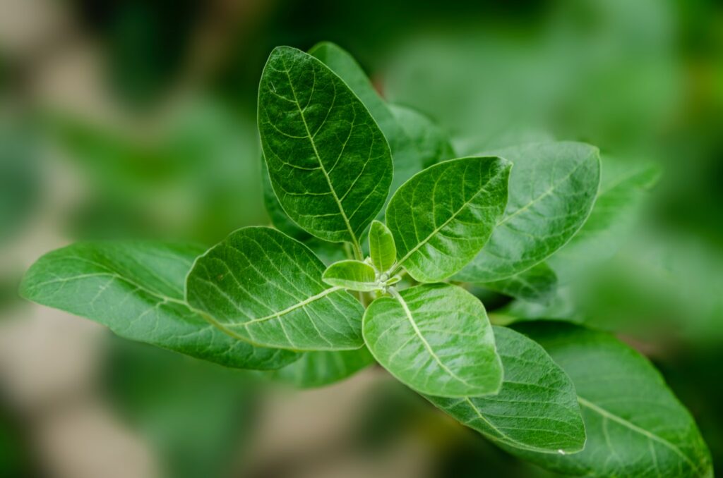 The Ashwagandha plant