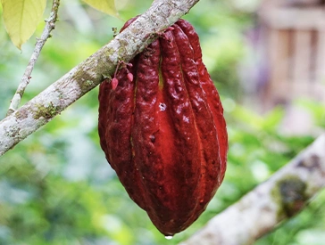 cocoa plant hanging in tree