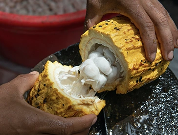 opening cocoa plant