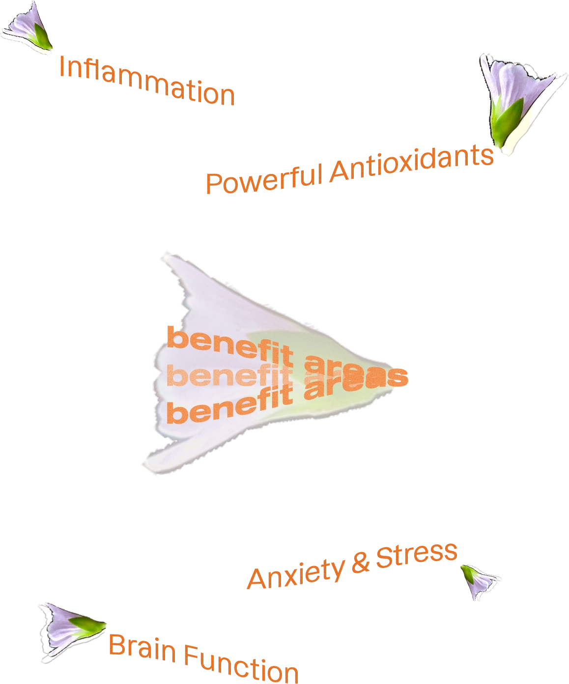 Bacopa Monnieri benefits